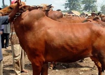 Cegah PMK, Anggota DPRD Jatim Minta Stop Impor Daging Sapi India